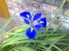 Water Iris
