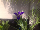 Water Iris