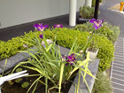 Water Iris