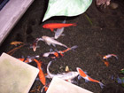 Koi