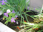Koi and Plants