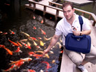 Koi in Japan and Trent