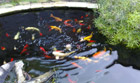 Koi in swimming pool