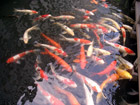 Koi me baby