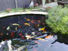 Koi pool