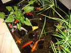 Koi