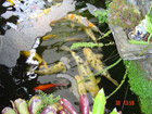 Old Koi