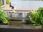 Water Feature