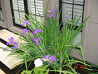 Water Plants
