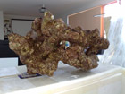 Live rock piece
