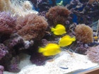 Cleaner Shrimp
