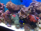 Corals