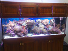 Relocated Reef System