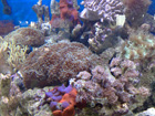 Corals after a few days