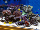 French Angel in newly setup reef
