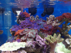 Stunning morphs