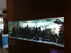 Aquarium in Restaurant