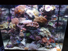 130L Red Sea Max Reef just setup
