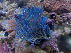 Beautiful Blue Gorgonian Coral