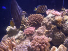 Acropora brown