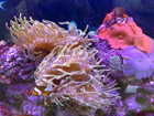 Anenome Fish