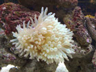 Anenome