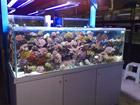 Awesome reef aquarium 2