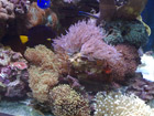 Awesome reef aquarium 5