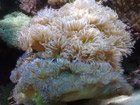 Beautiful Corals