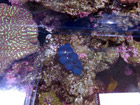 Blue Clam