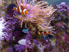 Breeding clown fish under anenome