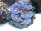 Clam