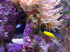 Clown fish eggs under anenome