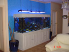 Colourful fish