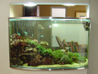 Curved aquarium