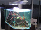 Custom aquarium