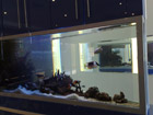 Custom marine aquarium