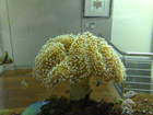 Happy Leather coral
