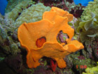 Hawk fish