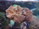 Healthy Leather coral
