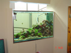 Healthy marine aquarium