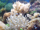 Healthy soft corals