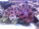 Large clams