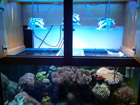 Metal halide lights