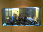 Office Aquarium