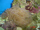 Purple tip Cataphilia