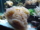 Purple tip Cataphilia
