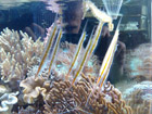 Razor Fish and Seahorse aquarium