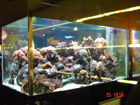 Reef aquarium in pub