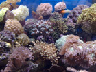 Reef display